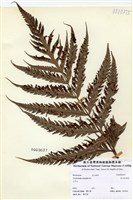 藏品(臺灣狗脊蕨)的圖片